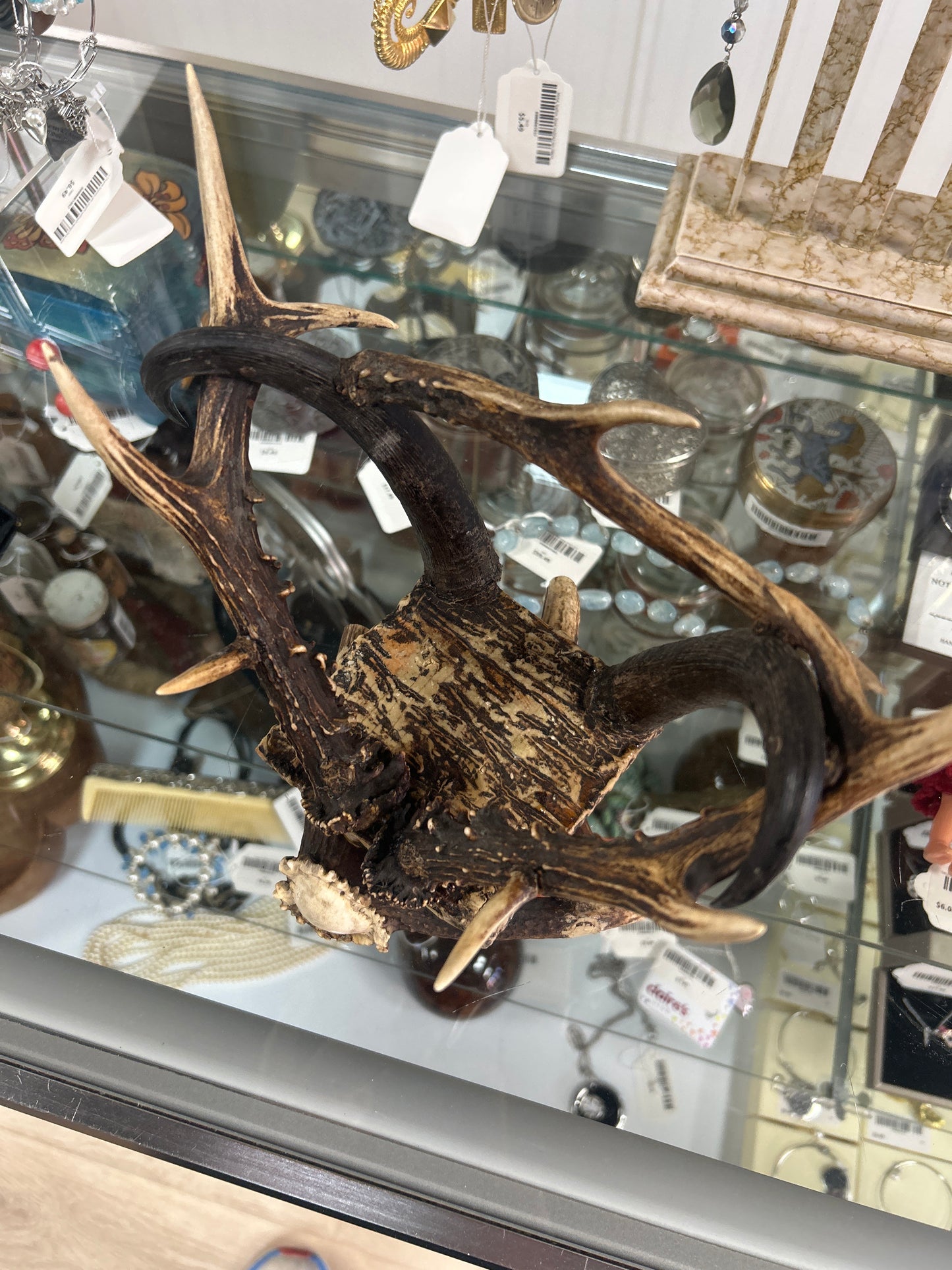 Antler Display or Stand (resin but hard to tell) 8” tall