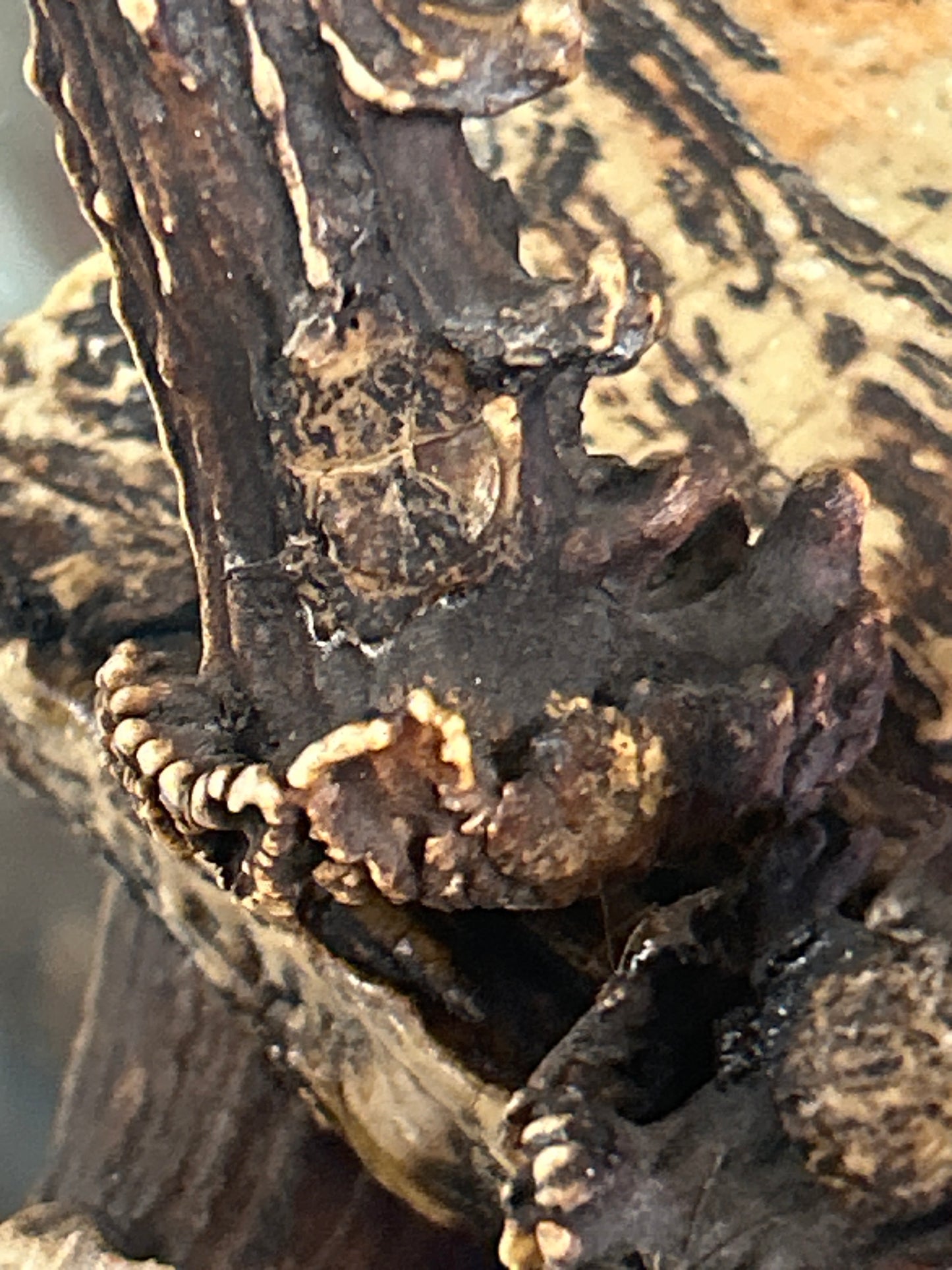 Antler Display or Stand (resin but hard to tell) 8” tall