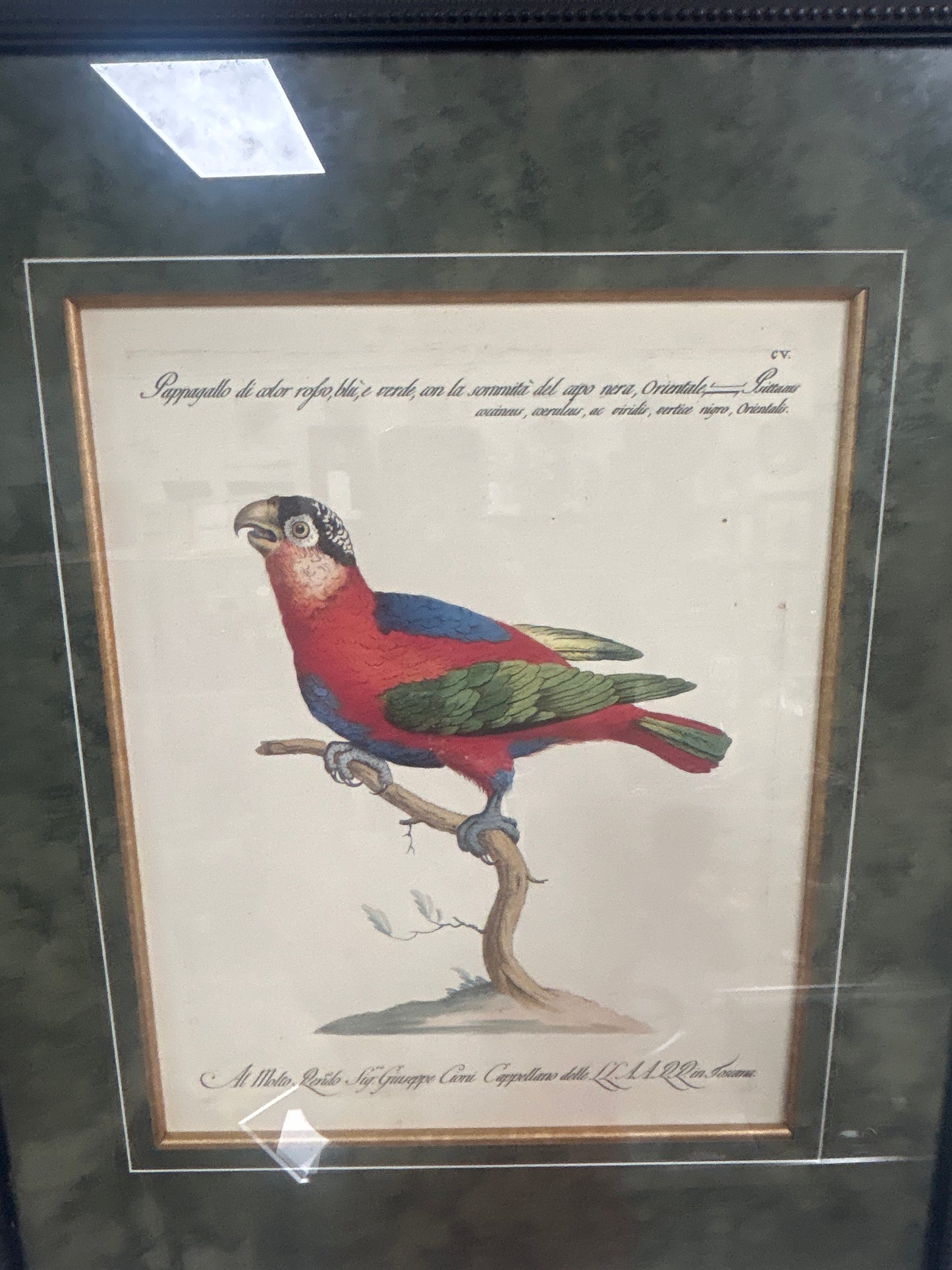 Rare Archival Art by Saverio Manetti (16 C.) Very Limited Edition Folio Lithograph of Parrot. Framed