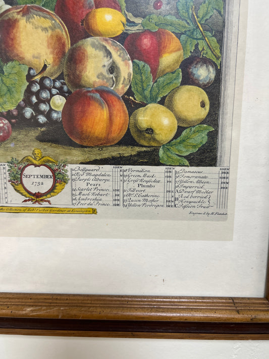 September, From Twelve Months Of Fruits, By Robert Furber