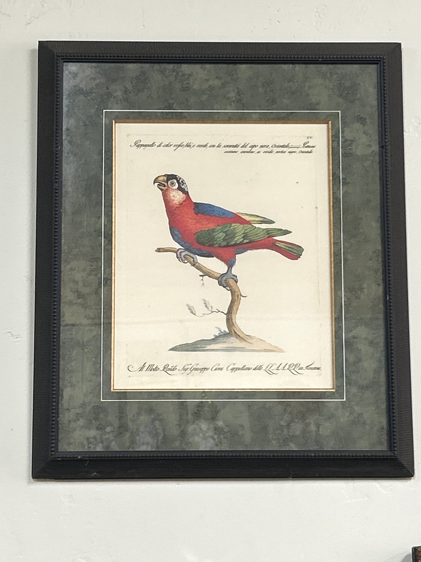 Rare Archival Art by Saverio Manetti (16 C.) Very Limited Edition Folio Lithograph of Parrot. Framed