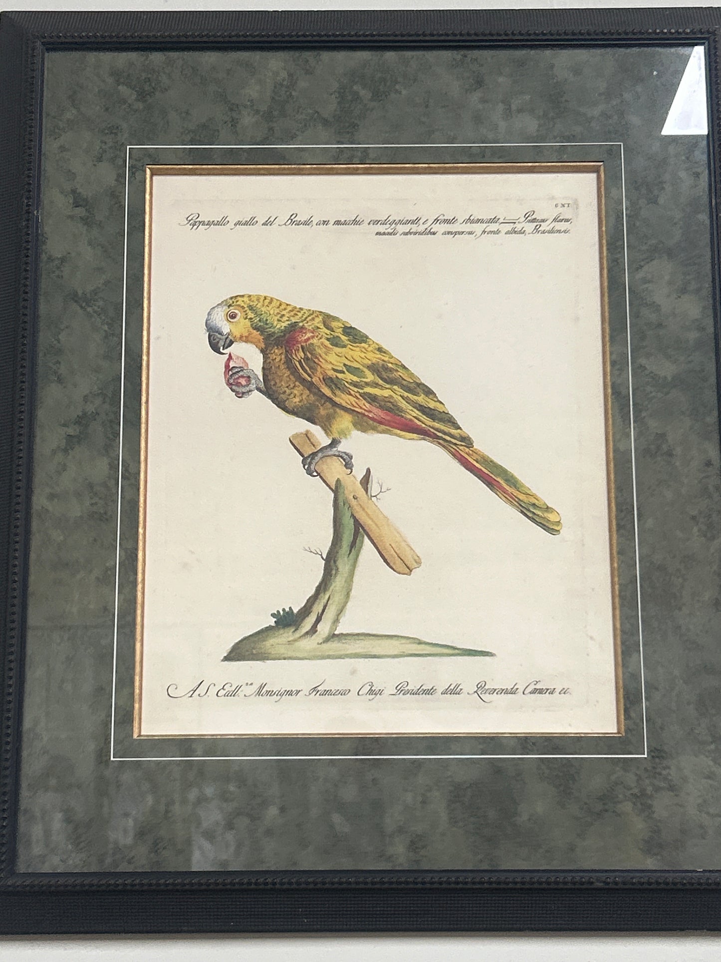 Rare Archival Art by Saverio Manetti (16 C.) Very Limited Edition Folio Lithograph of Parrot. Framed