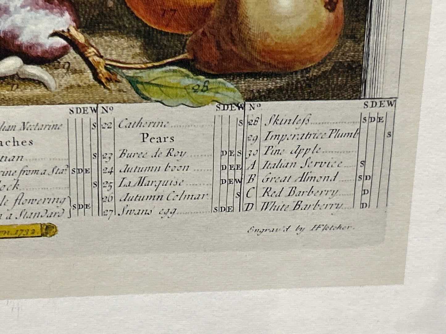 October, From Twelve Months Of Fruits, By Robert Furber