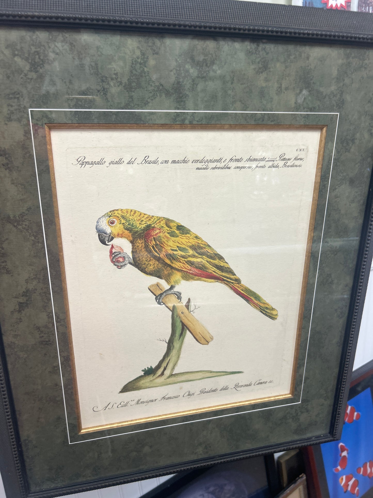 Rare Archival Art by Saverio Manetti (16 C.) Very Limited Edition Folio Lithograph of Parrot. Framed