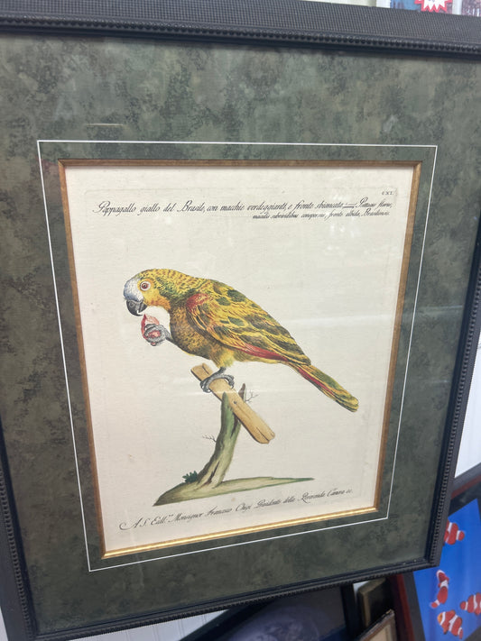 Rare Archival Art by Saverio Manetti (16 C.) Very Limited Edition Folio Lithograph of Parrot. Framed