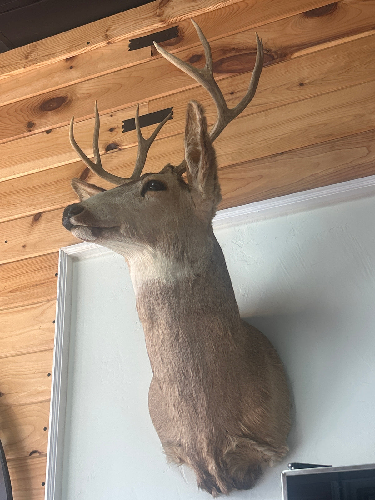 Deer Shoulder Mount