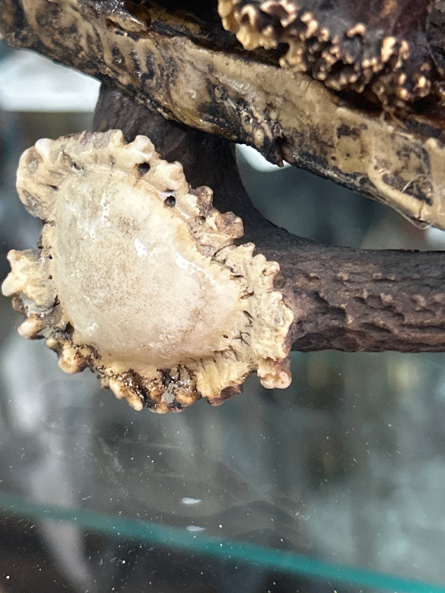 Antler Display or Stand (resin but hard to tell) 8” tall