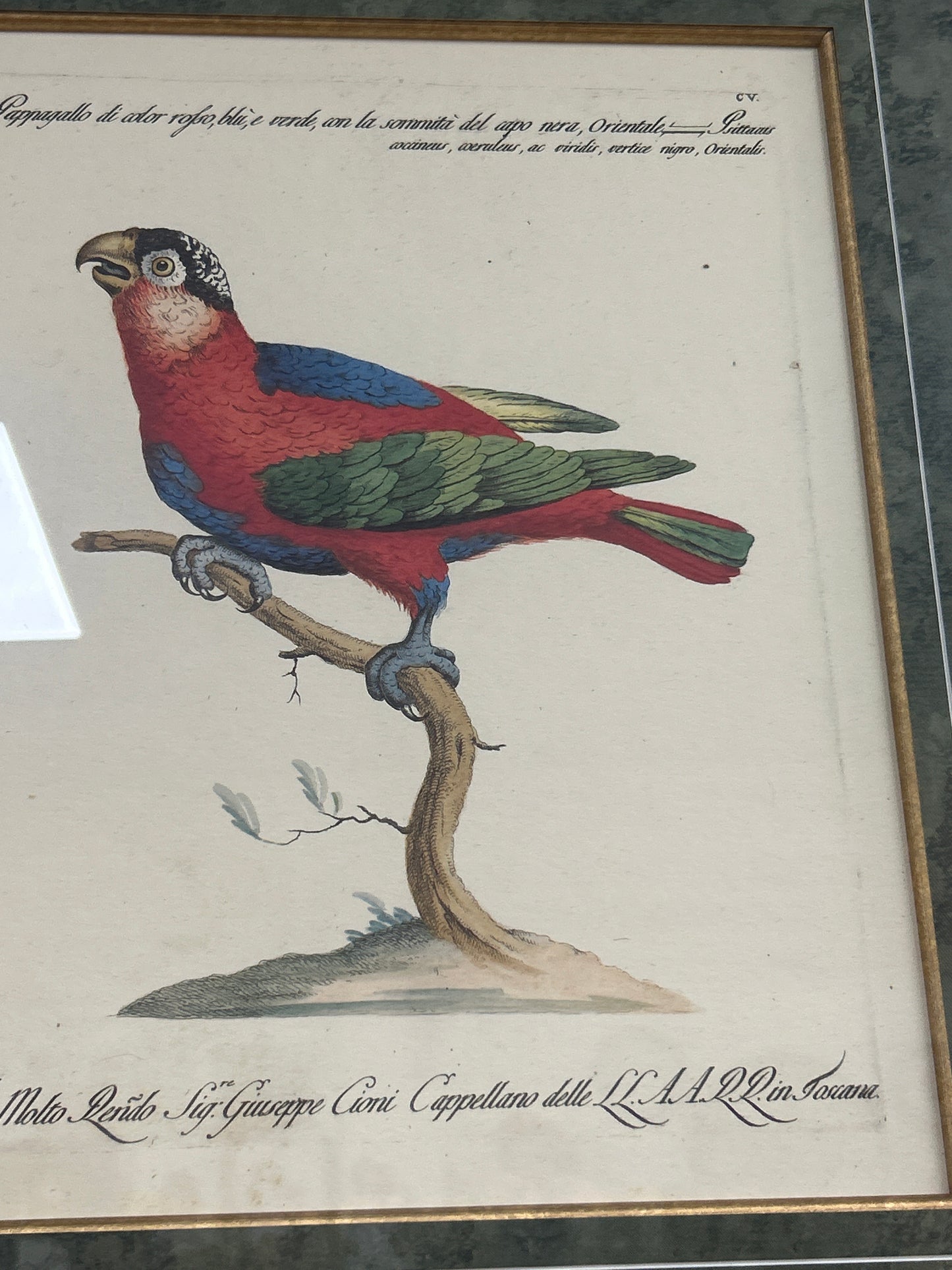 Rare Archival Art by Saverio Manetti (16 C.) Very Limited Edition Folio Lithograph of Parrot. Framed