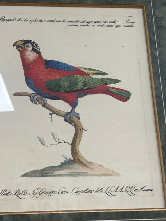 Rare Archival Art by Saverio Manetti (16 C.) Very Limited Edition Folio Lithograph of Parrot. Framed