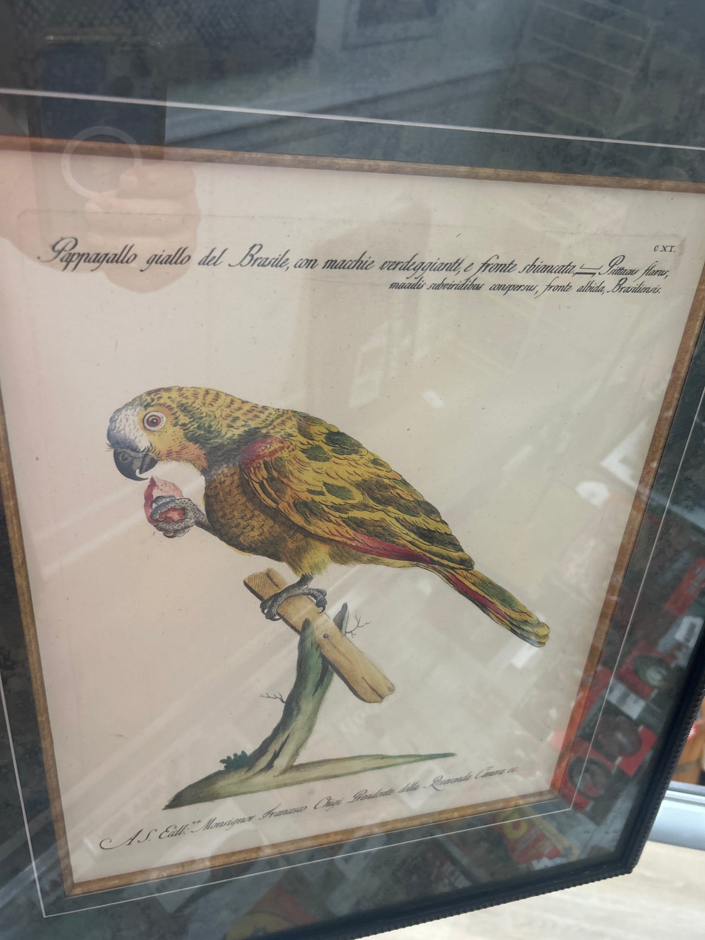Rare Archival Art by Saverio Manetti (16 C.) Very Limited Edition Folio Lithograph of Parrot. Framed